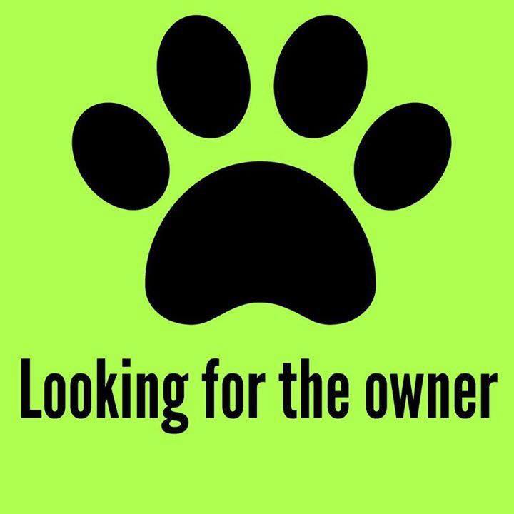 TuxEntToronto's tweet image. 🐶 #LOSTDOG #TORONTO #THESIX #ETOBICOKE #GTA #MISSISSAUGA #MISSINGDOG #BLOOR #ROYALYORK #OLDMILL #LAKESHORE #MIMICO #NEWTORONTO #CANECORSO 🐶