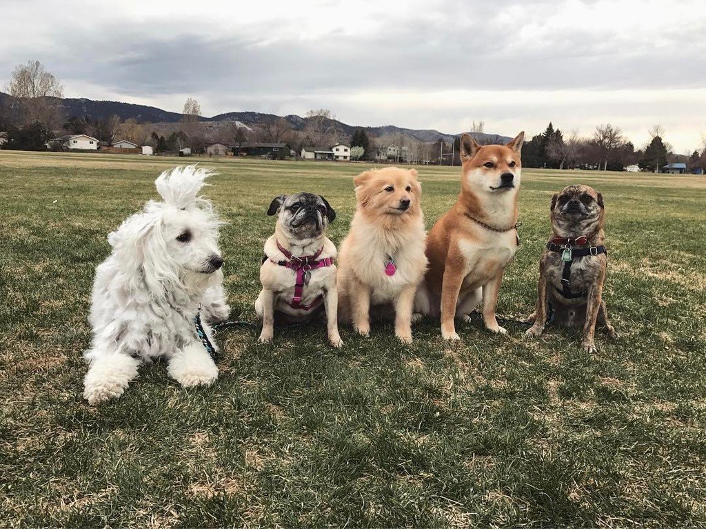 classyaspup's tweet photo. Variety Pack: Dog Edition. https://t.co/DWU5Fy3fvZ
