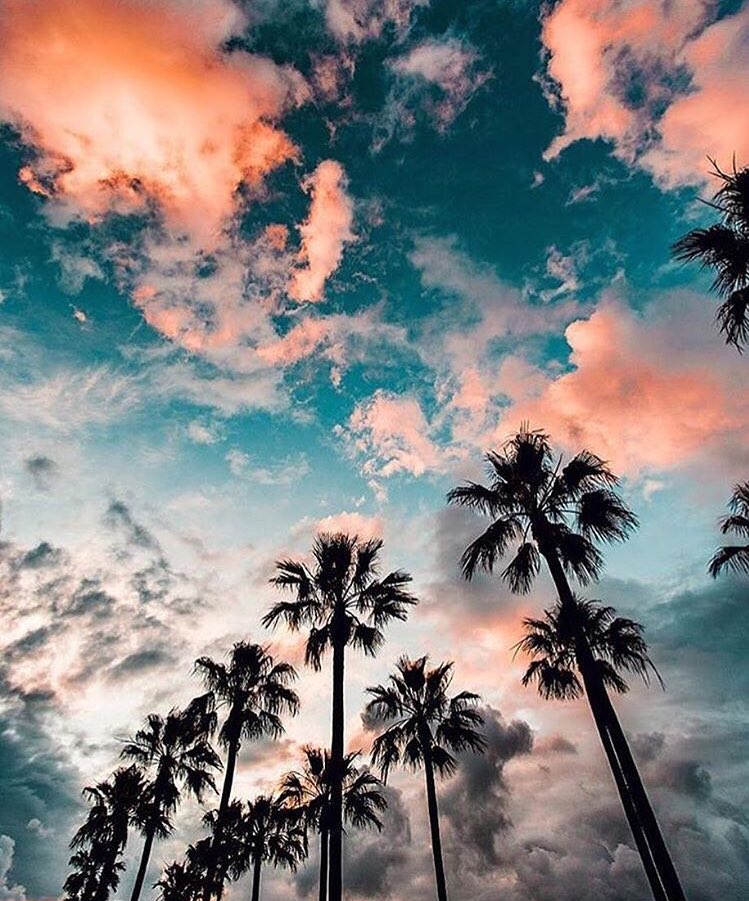 LailaJayde's tweet photo. Sometime you just gotta lookup! 📷 @ryanlongnecker #dream #palmtrees #desert #beautifulthings #tuesdaytreat #fashionista https://t.co/mlR1xYlGKl