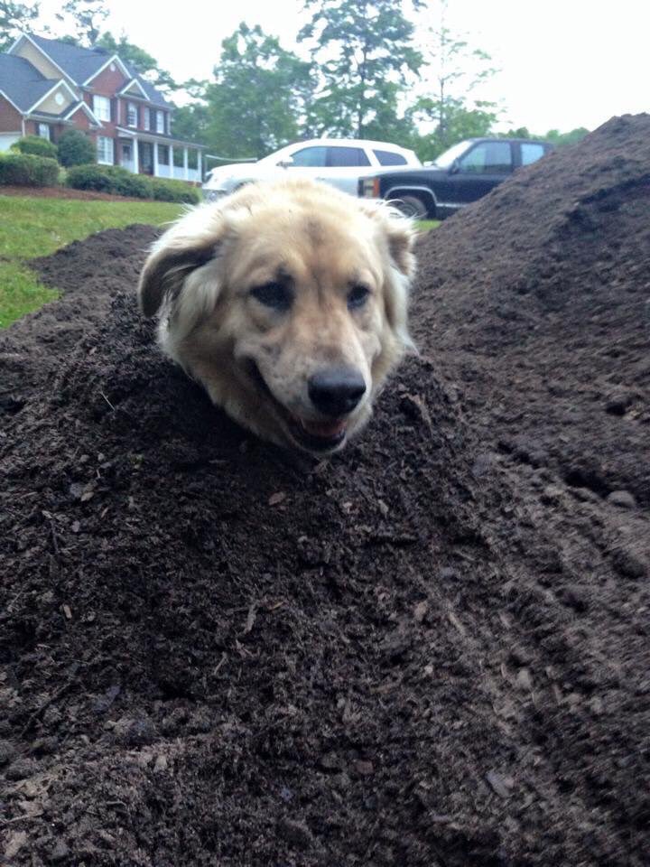 ViraIPost's tweet photo. Last week I planted this tree, and today when I checked I see this. Nature is truly incredible! https://t.co/t9RjRKhrlr