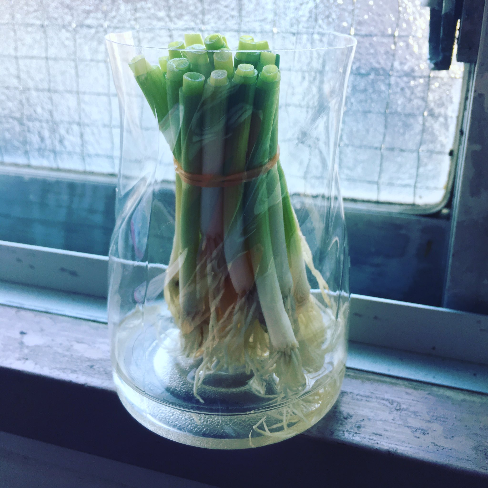 Twitter 上的 Shige 万能ネギの水耕栽培 はじめました 万能ネギは万能 万能ネギ 水耕栽培 水耕栽培で野菜を育てる T Co Pfwr2cmjaa Twitter