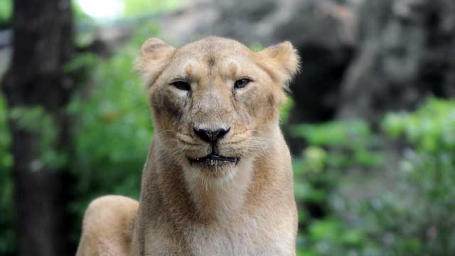 上野動物園のインドライオン アニタ が昨日17年3月28日 残念ながら死亡しました 東京ズーネットお知らせ 東京ズーネット 公式 Scoopnest