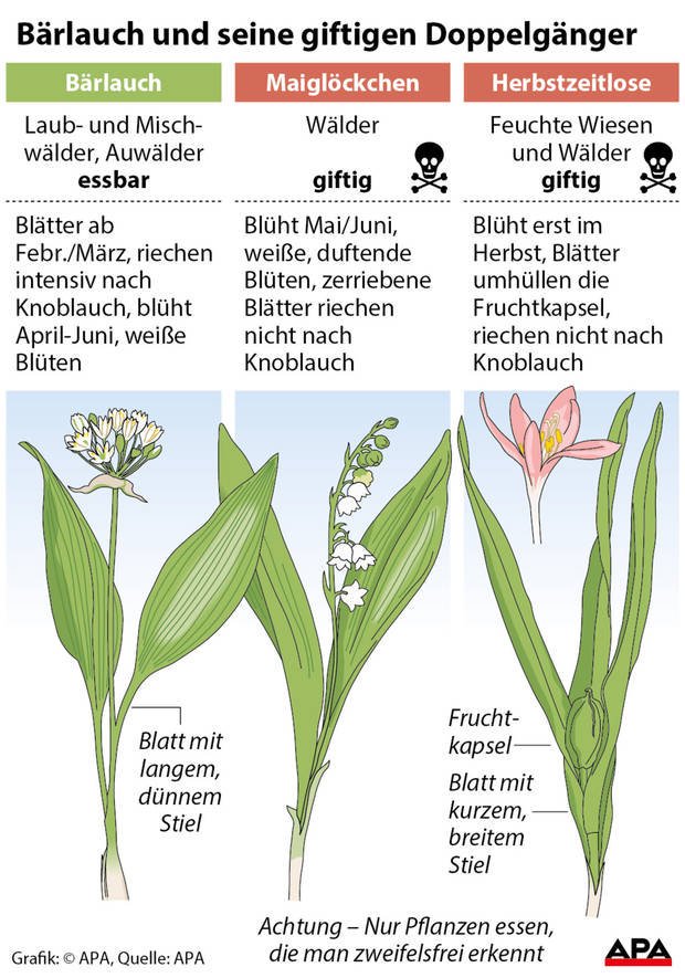 Hurra, der #Bärlauch ist da. Aber Vorsicht vor seinen giftigen Doppelgängern.