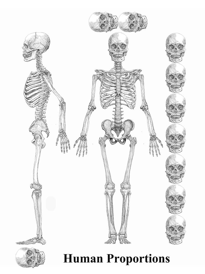 小田 隆 Oda Takashi 人体骨格 比率図 側面からの上肢も加えた 後ろに腕をひいているのは 肋骨や脊椎を隠さないための苦肉の策 ある美術解剖学の本に このようなポーズの骨格図があったので真似してみた