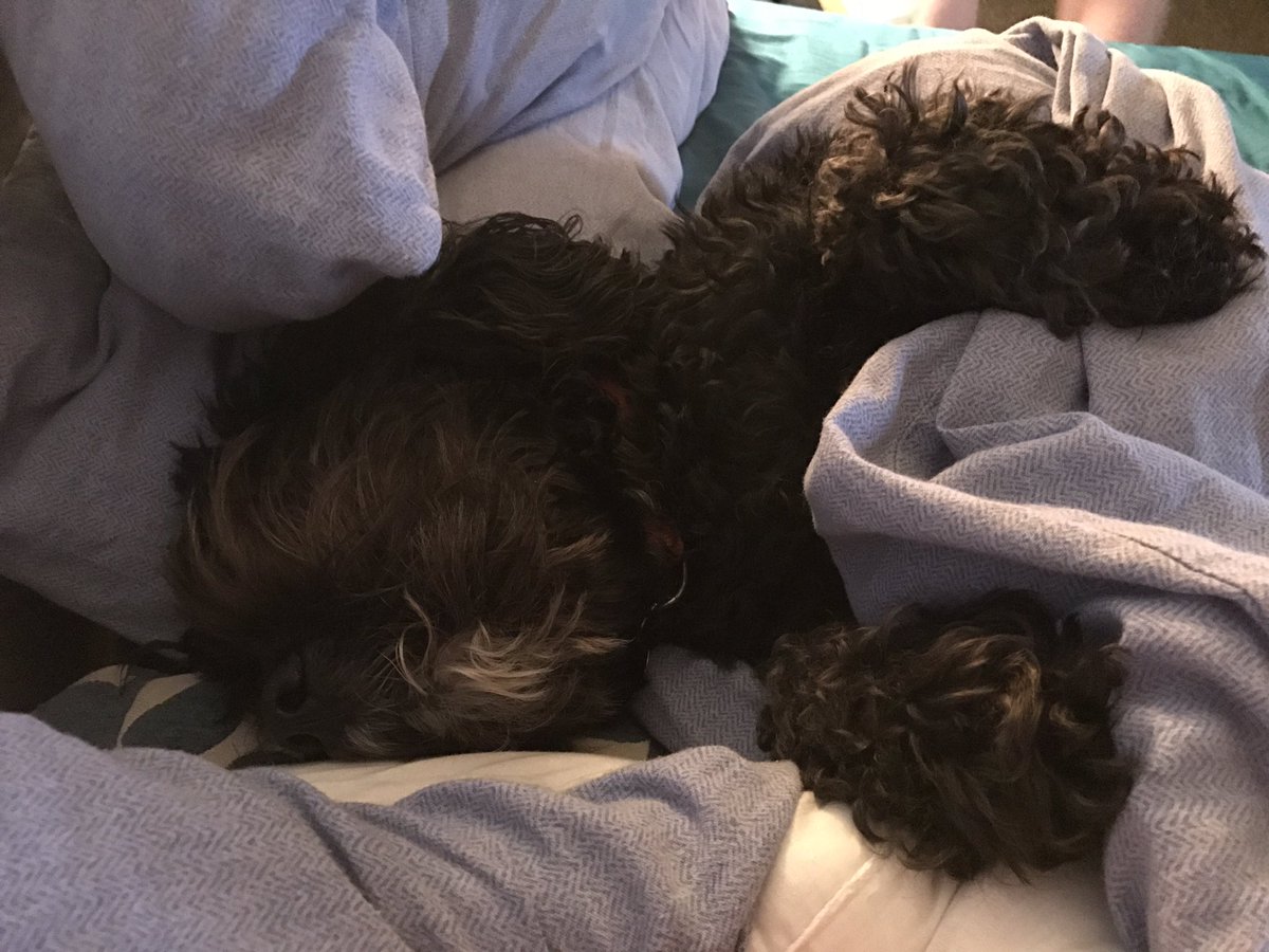 jojiemoore's tweet photo. @BBCBreakfast our cavapoo, Alfie, loves making himself comfy in our bed! ❤🐶 https://t.co/yzCCbVs7mr