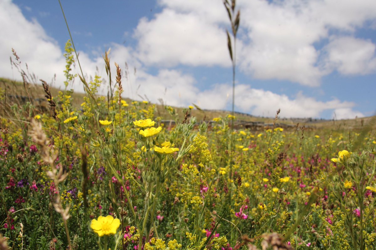 egricayirbal's tweet photo. Eğriçayır Yaylası'ndan görünüm, arkada kovanlar, temmuz 2016. #egricayir #yayla #organikbal #cicek #biohoney #torosdagları #mersin #erdemli https://t.co/1vjX0vxO1l