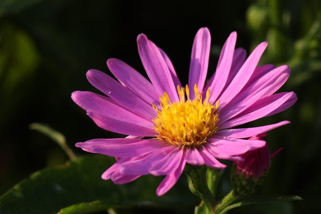 切ない花言葉 ミヤコワスレ 花言葉は しばしの慰め この花言葉は鎌倉時代に佐渡へ島流しになった順徳天皇の故事が由来となっています 順徳天皇は この花を見ることで 少しの間だけでも都のことを忘れることができる と ミヤコワスレに心を慰め 切ない花言葉 ミヤコワスレ 花言葉は しばしの慰め この花言葉は鎌倉時代に佐渡へ島流しになった順徳天皇の故事が由来となっています 順徳天皇は この花を見ることで 少しの間だけでも都のことを忘れることができる と ミヤコワスレに心を慰め