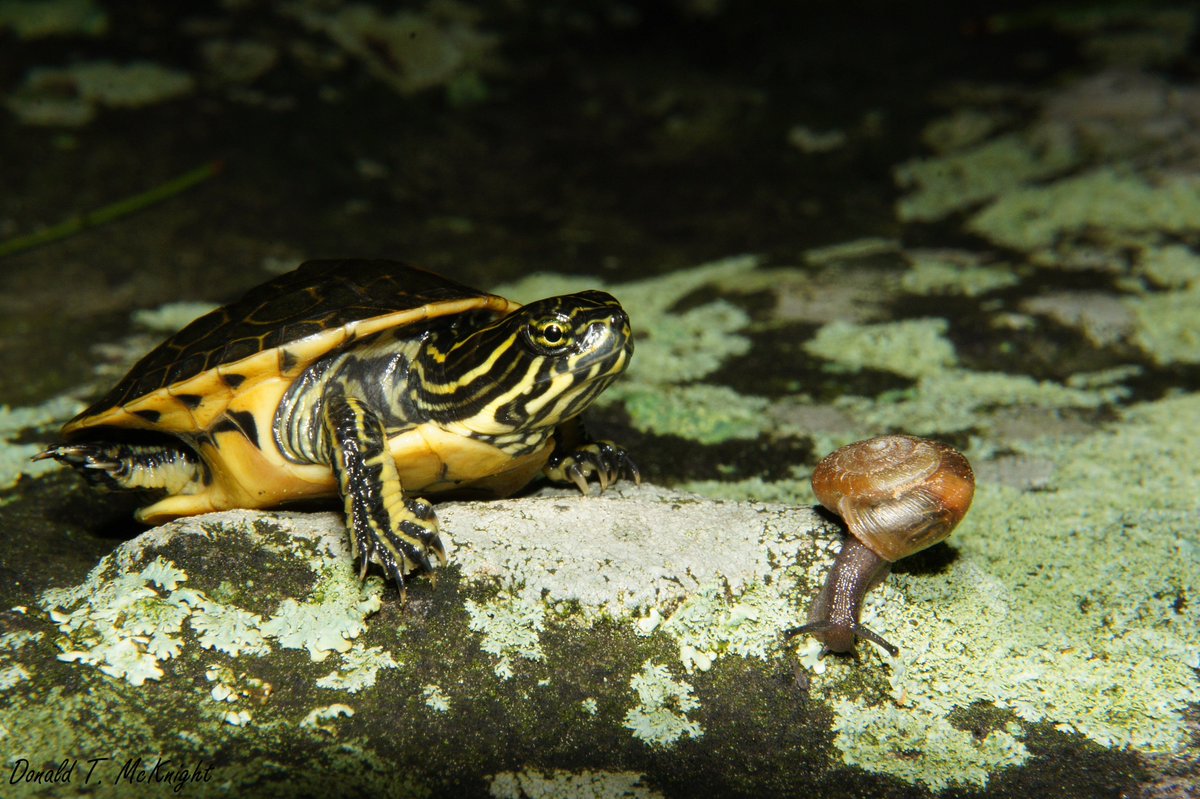 donaldmcknight2's tweet image. Here&apos;s a #tiniestturtle from my MS research: a hatchling western chicken turtle (D. r. miaria) #FieldFlashBack #turtles #wildlifephotography