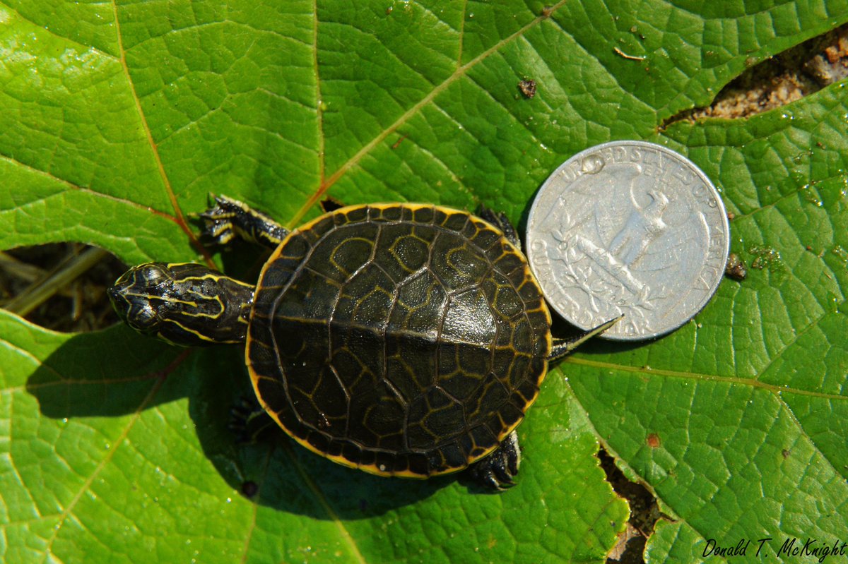 donaldmcknight2's tweet image. Here&apos;s a #tiniestturtle from my MS research: a hatchling western chicken turtle (D. r. miaria) #FieldFlashBack #turtles #wildlifephotography