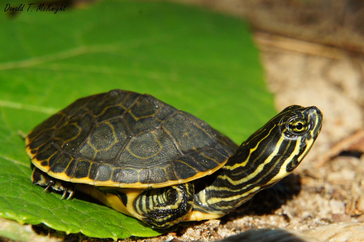 donaldmcknight2's tweet image. Here&apos;s a #tiniestturtle from my MS research: a hatchling western chicken turtle (D. r. miaria) #FieldFlashBack #turtles #wildlifephotography