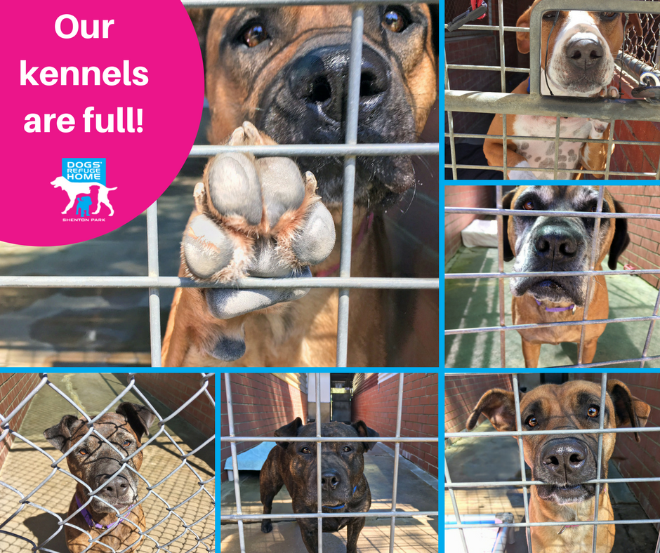 DogsRefugeHome's tweet photo. Our Kennels are full!
Please come &amp; meet some of our #wonderful #dogs!
@tweetperth @Mix945Perth @7NewsPerth @SMPerth #AdoptDontShop https://t.co/x1TRZDGFay