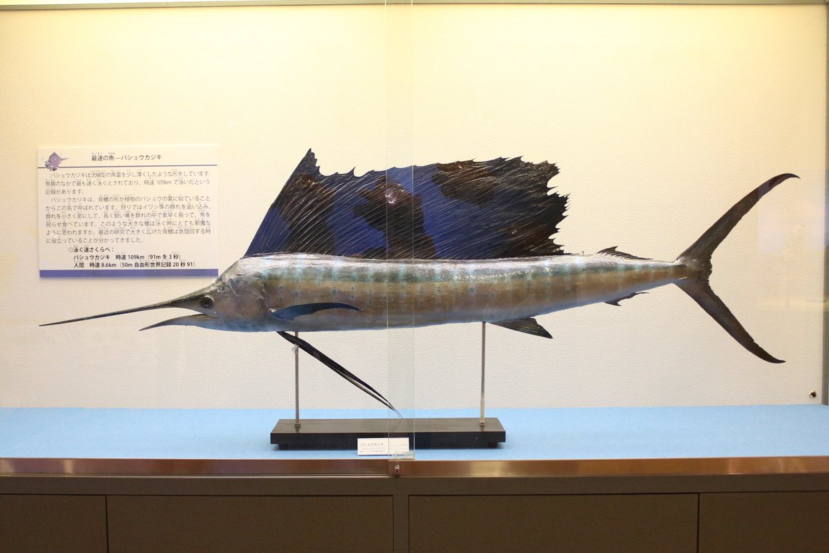 すごい動物展 北九 No Twitter 展示紹介 泳ぐ バショウカジキ 海の中で最速の魚 その泳ぐスピードは 時速100kmを超えると言われています 食べたら早く泳げるようになるかな とんがった口が気になる方は こちら T Co Wujxx06qbe すごい動物展 北九 No Twitter 展示紹介 泳ぐ バショウカジキ 海の中で最速の魚 その泳ぐスピードは 時速100kmを超えると言われています 食べたら早く泳げるようになるかな とんがった口が気になる方は こちら T Co Wujxx06qbe