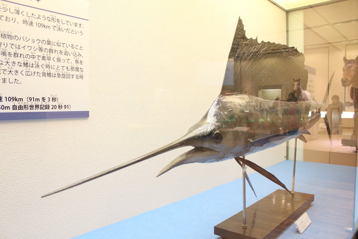 すごい動物展 北九 No Twitter 展示紹介 泳ぐ バショウカジキ 海の中で最速の魚 その泳ぐスピードは 時速100kmを超えると言われています 食べたら早く泳げるようになるかな とんがった口が気になる方は こちら T Co Wujxx06qbe すごい動物展 北九 No Twitter 展示紹介 泳ぐ バショウカジキ 海の中で最速の魚 その泳ぐスピードは 時速100kmを超えると言われています 食べたら早く泳げるようになるかな とんがった口が気になる方は こちら T Co Wujxx06qbe