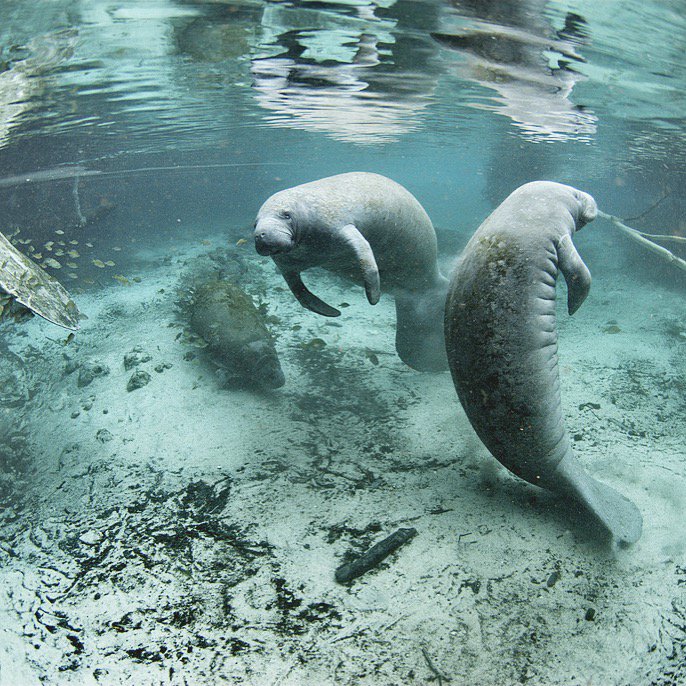 savant_mag's tweet photo. We Love Manatees! #savemanatee #loveanimals #organiclife #seaworld #climatechange #wildlife #sustainability https://t.co/cLWDTvVTZo