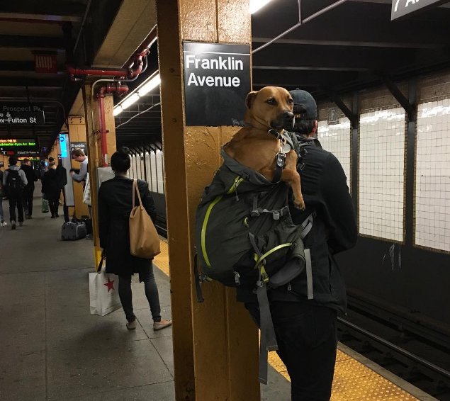 DogMappGuau's tweet photo. Nos encanta la reacción de los habitantes de New York a la prohibición de ir en metro con #perros que no cupiesen en una bolsa de transporte https://t.co/22TXtMkuGh