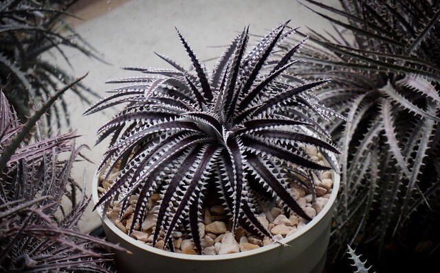 ディッキア ビルベイカー Dyckia tracking code GDD ⑶（DyckiaのYahoo 