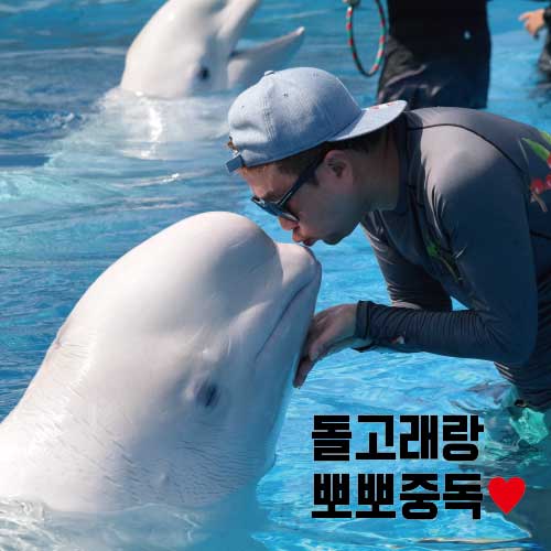 gswdolphins's tweet photo. 한 번 와보면  뽀뽀중독이 된다는 그 곳, #거제씨월드 매력터지는 돌고래랑 뽀뽀해봐♥ https://t.co/3eg7p8gGr7