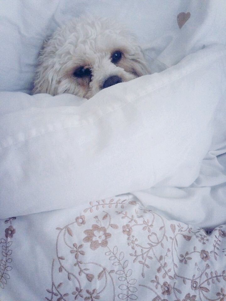 MsBaileyButton's tweet photo. When you are too cosy to leave your bed #fivemoreminutes #wednesdaywisdom https://t.co/gP24GUNrmy