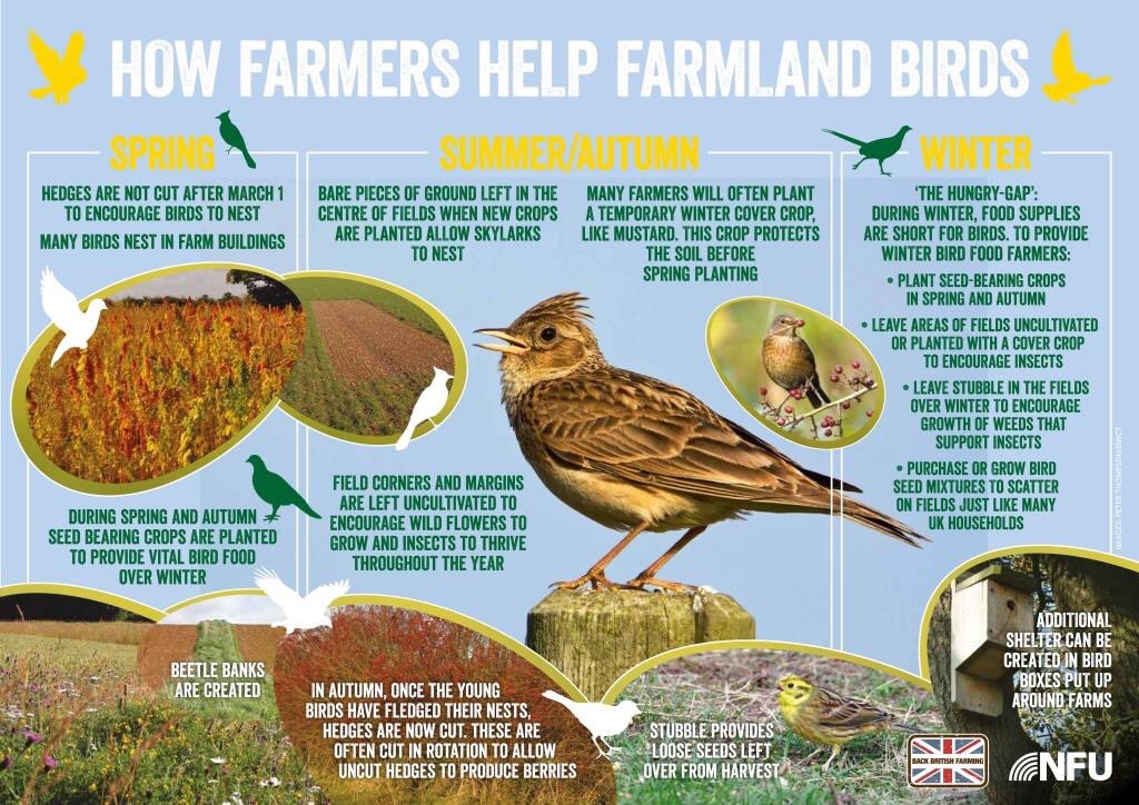 Hoe boeren weidevogels helpen. #boerbewust