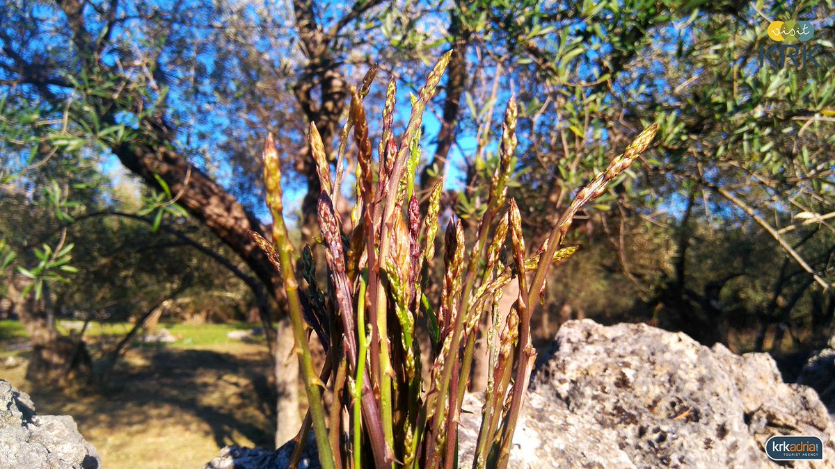 VisitKrk's tweet image. #asparagus season on the #KrkIsland
#VisitKrk