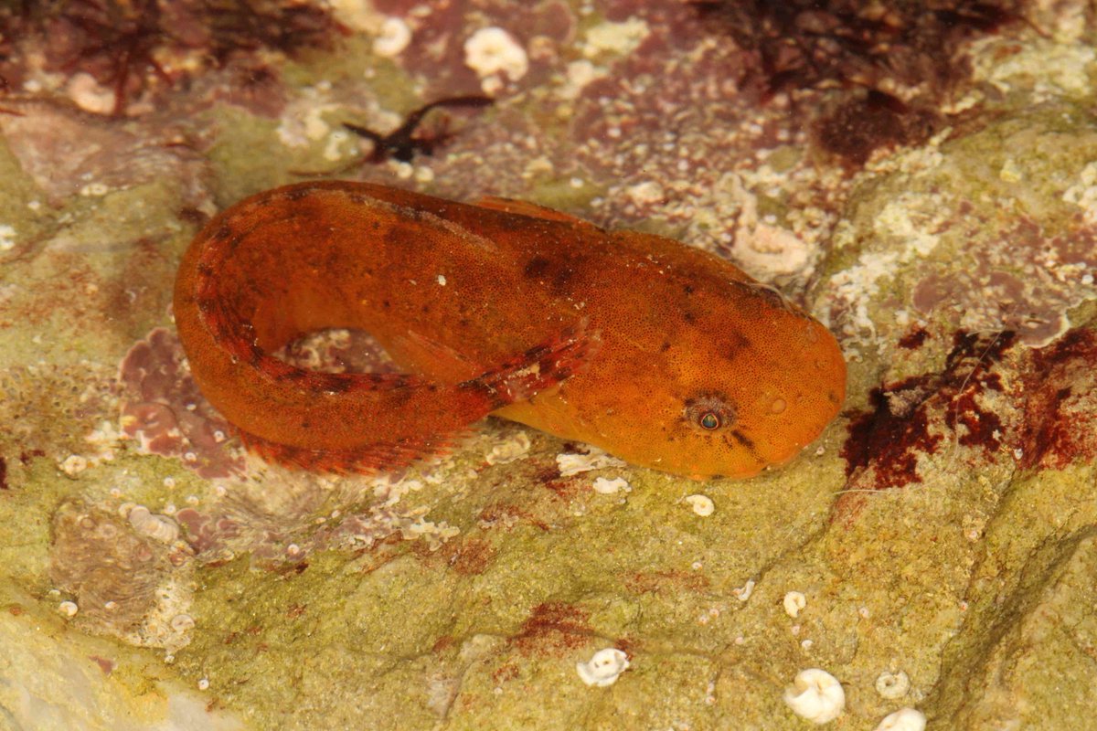 SteveTrewhella1's tweet photo. Montagu's Sea snail Kimmeridge Dorset #TheEssentialGuideToRockpooling #Kimmeridge #Dorset #Rockpool #Seashore #Rockpools #Rockpooling https://t.co/REEf3pz5tq