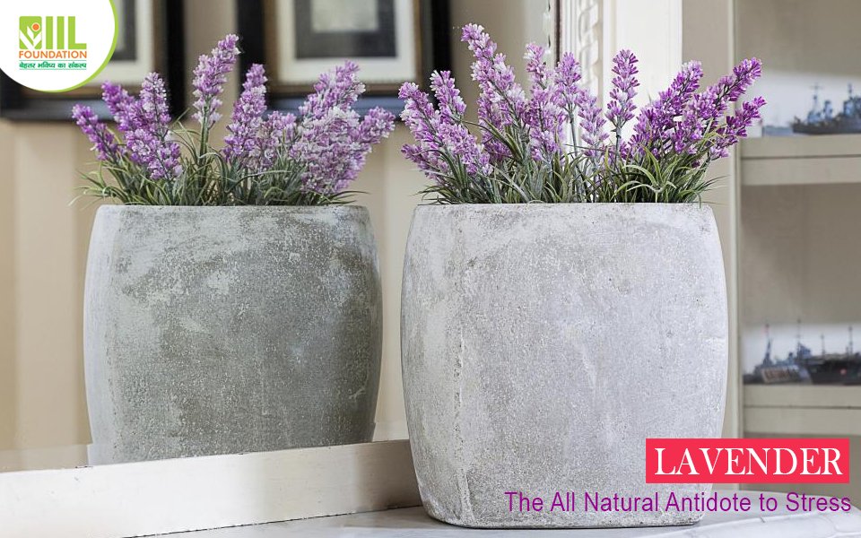 IIL_Foundation's tweet photo. Discover these four indoor plants that can dramatically improve your sleep quality. https://t.co/7qGMU4K5sc