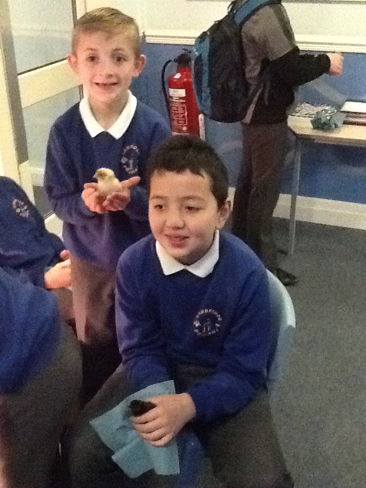 MrsRitchie_CPS's tweet photo. The children getting to hold the fantastic Spring chicks. https://t.co/0qgaElw93m