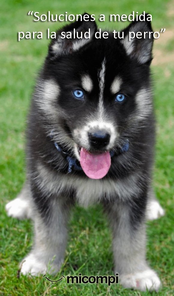 MicompiCom's tweet image. "Soluciones a medida para la salud de tu perro" ·#pitbull bit.ly/1OTzvJg