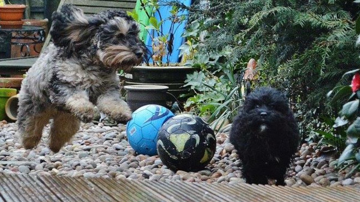 preciouspupsp's tweet photo. @PyromaniaFwks @Wellpetltd @krazy4pets #RubyRocket and little Pixie...flying! #puppylove #playday #woofwoofwednesday https://t.co/XQglJp46pZ