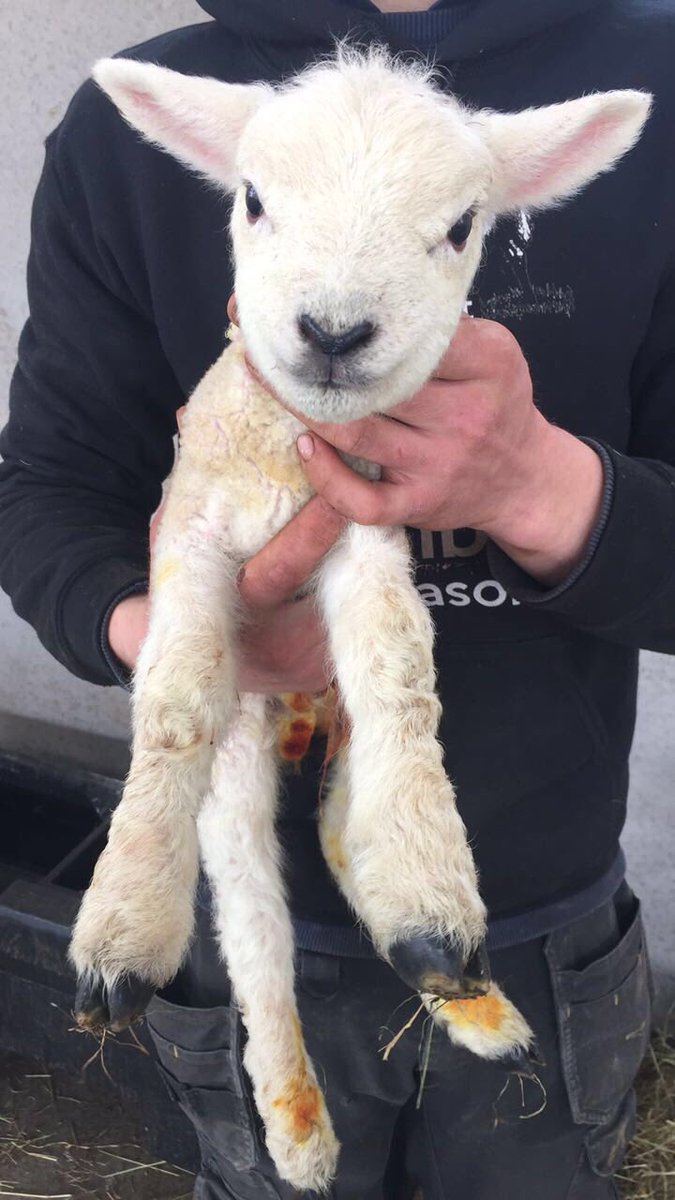 LDSayers's tweet image. Lambing 2017 started yesterday with two lovely texel tup lambs. #lambing #sheep365  #sheepfarming   #sheep.