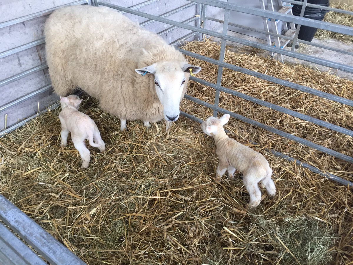 Lambing 2017 started yesterday with two lovely texel tup lambs. #lambing #sheep365  #sheepfarming   #sheep.