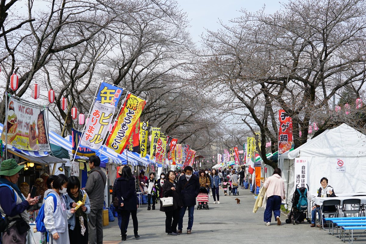 東京都羽村市 Twitter પર さくらまつり桜開花状況 3月29日のさくらまつり会場 玉川上水羽村堰周辺 の桜の様子です