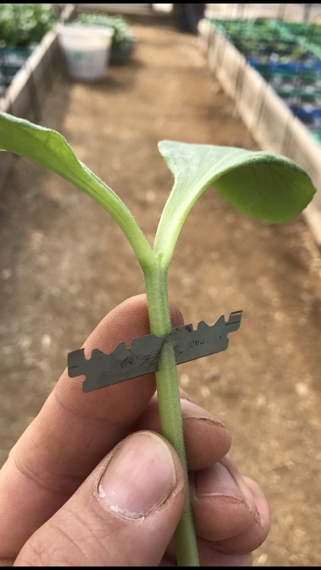 野菜屋さん Twitter પર きゅうり接ぎ木しました かぼちゃとドッキングです 最終的には 根っこはかぼちゃで上きゅうりになります きゅうり かぼちゃ 接ぎ木 矢澤野菜直売所 野菜屋さん Twitter પર きゅうり接ぎ木しました かぼちゃとドッキングです 最終的には 根っこはかぼちゃで上きゅうりになります きゅうり かぼちゃ 接ぎ木 矢澤野菜直売所