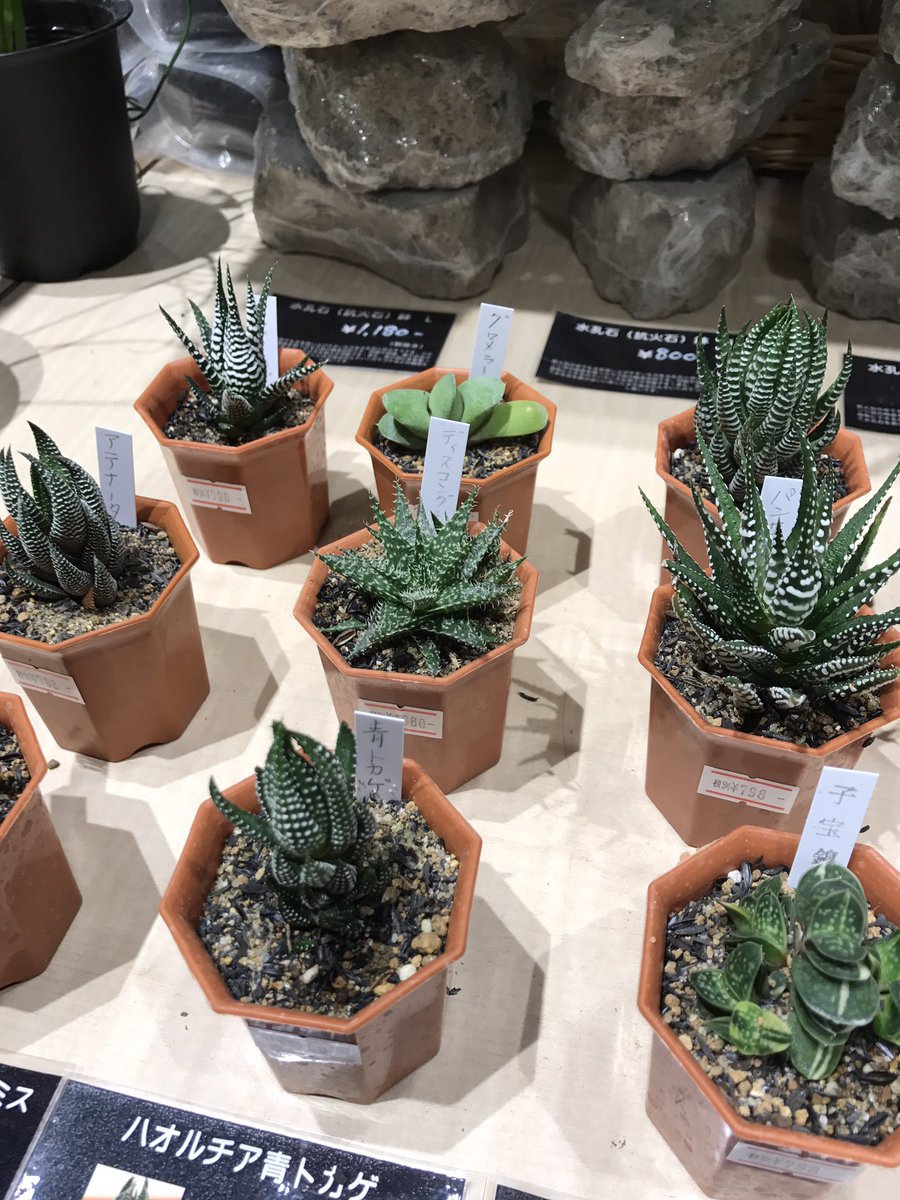 ワンラブモレラ岐阜店アクア 観葉植物もぞくぞく入荷 今大人気の多肉植物もたくさん入荷しています 観葉植物 多肉植物
