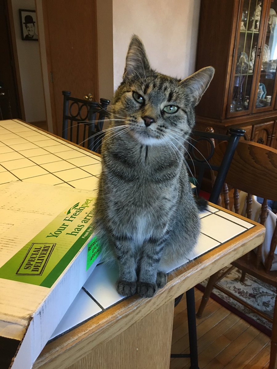 BestEverYou's tweet photo. 6 pets tested it and gave it a 24 PawsUp #ElizabethBest Review! @Freshpet https://t.co/HRFlnYUPnN ----#Freshpet https://t.co/gt3qcSnqxw
