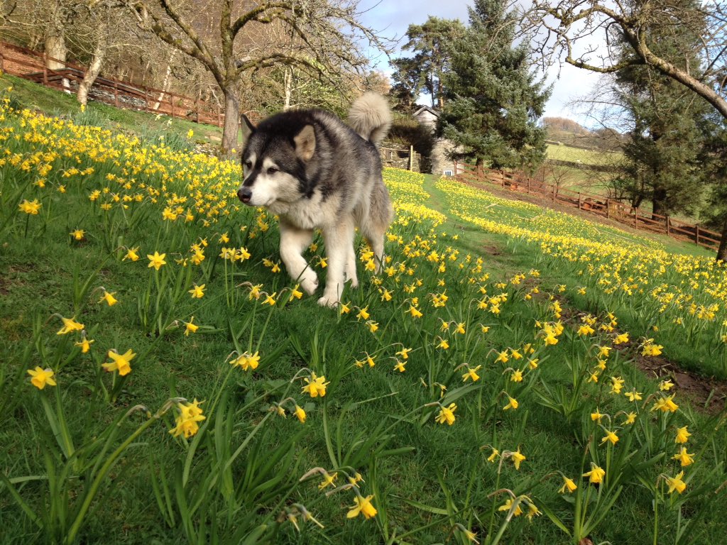Definitely worth all the hard work bulb planting this winter.