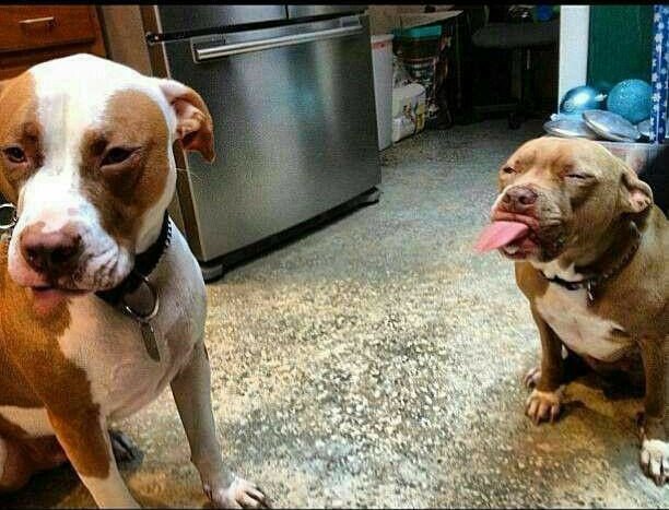 LMFckingAO's tweet photo. Ultimate dog fight https://t.co/VmNp4i65ni