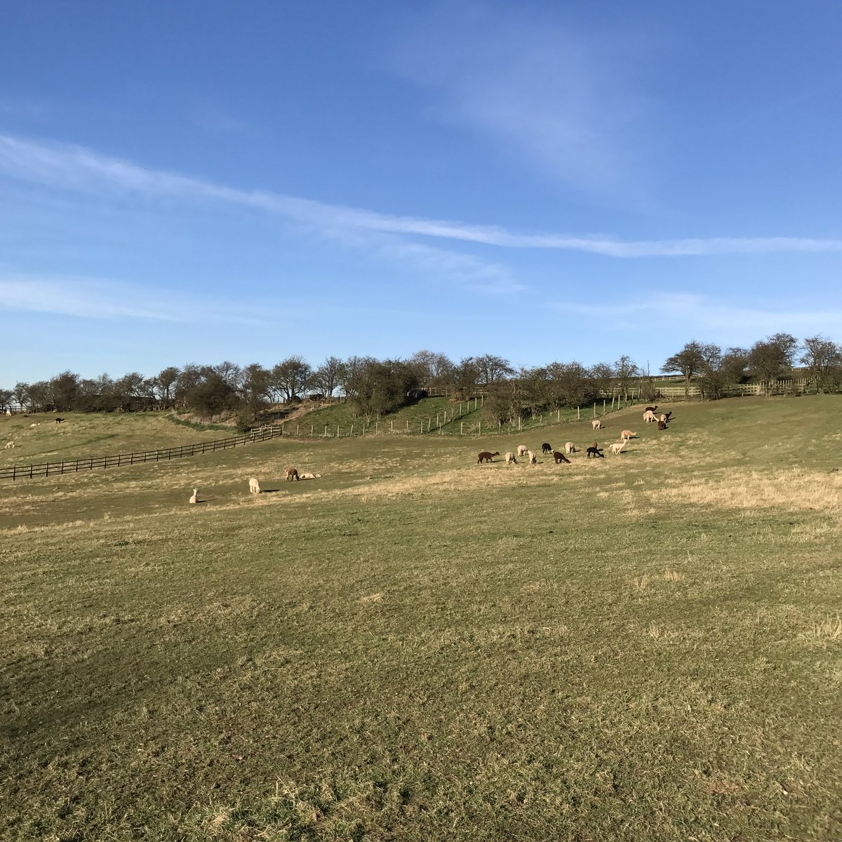 cliftonalpacas's tweet photo. Our alpacas enjoying the sun yesterday #theyrenotdeadtheyresleeping https://t.co/6QzaLQZH2g