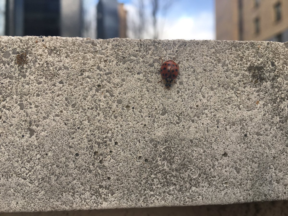 Steph_Biosec's tweet photo. Spot an #InvasiveSpecies? REPORT IT! Here's a #HarlequinLadybird I spotted on the way to work once 🐞👀📷 #iRecord #InvasiveWeek https://t.co/8FtHjPVWPf