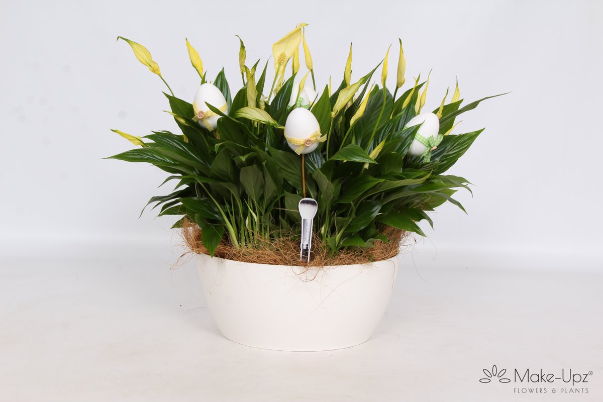voortpotplanten's tweet photo. Onze #Spathiphyllum in de sfeer van #Pasen #MakeUpz @Greencre8 https://t.co/gYOFwRSz9O