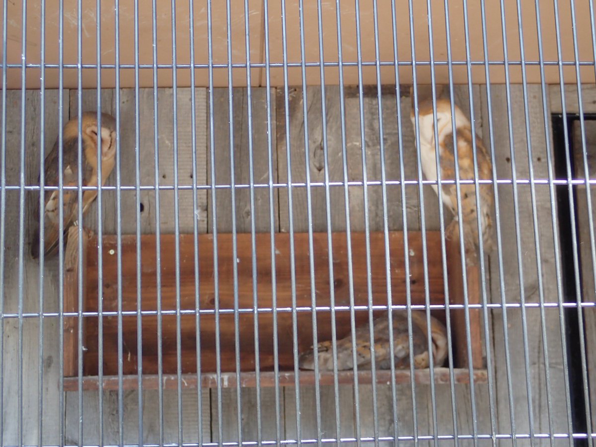 海と骨 No Twitter メンフクロウの飼育ケージがとてもよい さすが納屋に棲むフクロウ 井の頭自然文化園