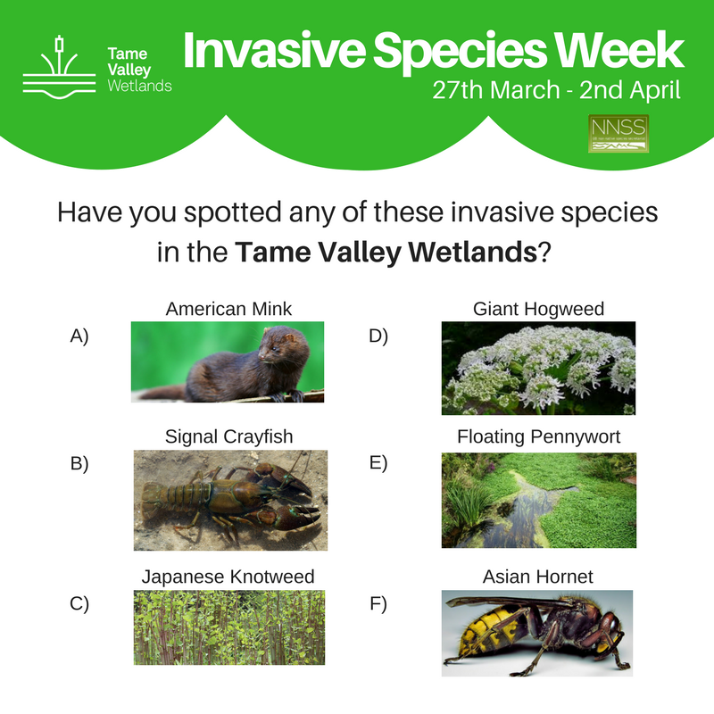 thetamevalley's tweet photo. Have you spotted any of these invasive species in the Tame Valley Wetlands? Comment below! #InvasiveWeek #getINNSvolved @EcoRecording https://t.co/83idabyLzZ