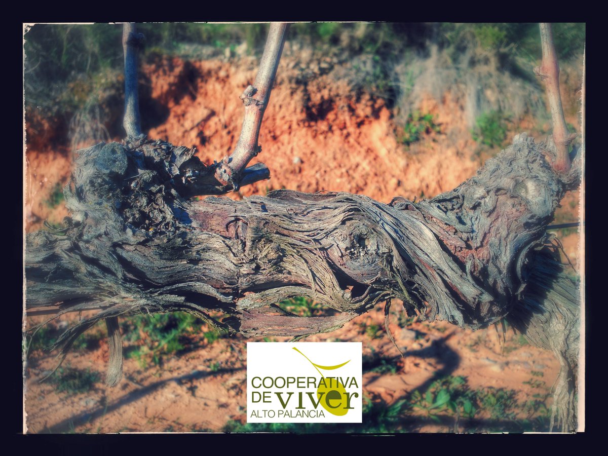 coopviver's tweet photo. El vino es uva, vid. La vid, interacción con el medio.
Somos LA PIEL DE LA VID. Nuestra línea de vinos jóvenes.
Muy pronto.
#lapieldelavid https://t.co/rrt5uCeTcd