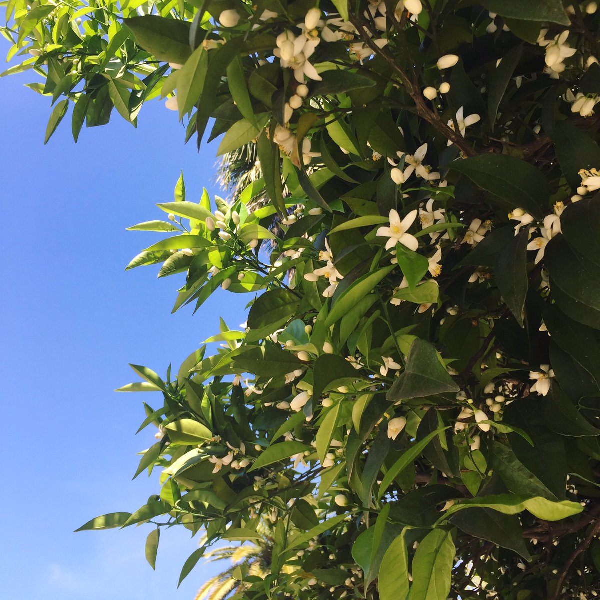 hellospain_de's tweet image. Azahar.