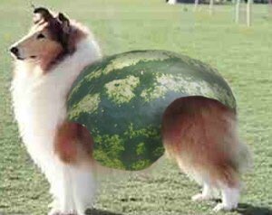myperfectchild's tweet photo. In defense of my Babycakes @RadioCodyB this was his favorite pet growing up #meloncollie @alancoxshow https://t.co/c9Wy89QNw1