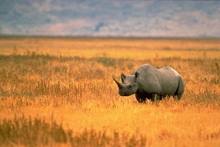 AWAREZimbabwe's tweet photo. Learn about Black Rhino &amp; the efforts of @AWAREZimbabwe 2 save an iconic species
Thanks to @ZOLconnect
https://t.co/u3IieDKPIf
#poweredbyZOL https://t.co/6TZJiuX3Jb