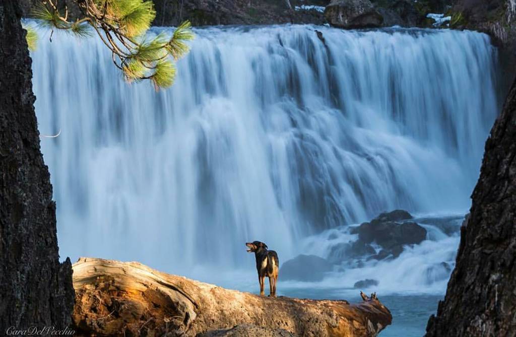 AdventureMutts's tweet photo. Happy #waterfallwednesday 💦 @diegotheadventuredog #adventuremutts #adoptadventurerepeat https://t.co/kx0tV1D1wK https://t.co/OXFuQ2BnCK