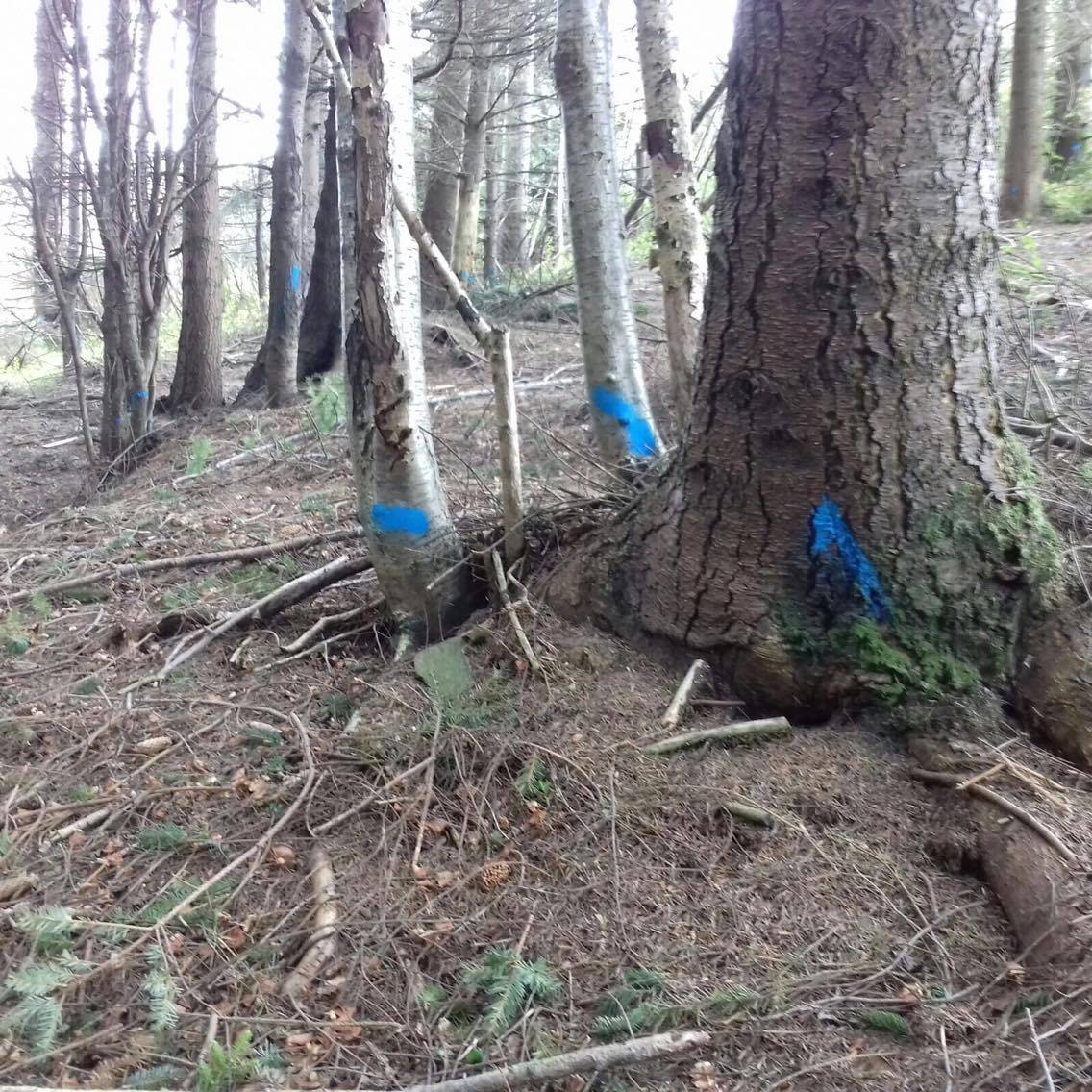 SavetheHellfire's tweet photo. Are @coilltenews planning more felling at Hellfire? Home to the red squirrel and other wildlife! #HellNo #savethehellfire #thinkagain https://t.co/CkNVTN8q6Q