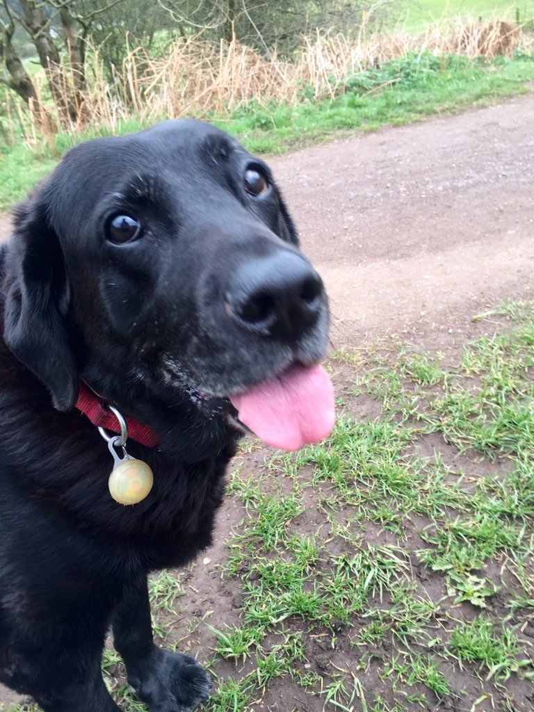 Wombourne Dog Walker tweet media