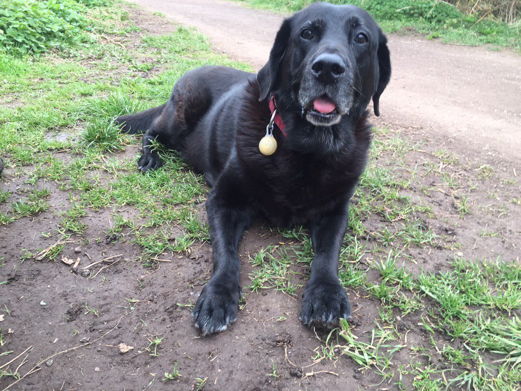 Wombourne Dog Walker tweet media